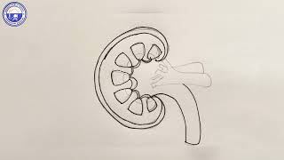 STRUCTURE OF A KIDNEY
