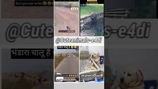 cute animals funny video trending shorts 😍pT-222 #cuteanimalsfunnyvideos​ #funnycomedyshorts #funny