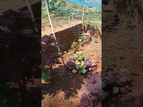 എന്റെ ചെറിയ പച്ചക്കറി കൃഷി 🤣