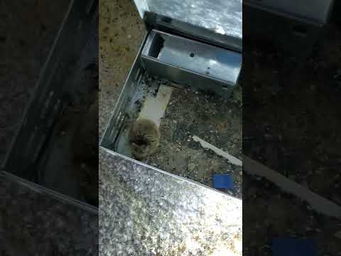 institutionalized Mouse #pestcontrol #lasvegas #mice