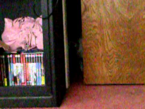 creeping kitty