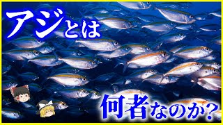 【ゆっくり解説】赤身魚？白身魚？「アジ」とは何者なのか？を解説/日本人とアジの深い関わりとブランドアジ
