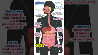 Human Digestive system | Human Nutrition | CAIE | IGCSE Biology #gcse  #igcsebiology #igcse