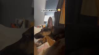 Yes that felt good!#gsds #dogenergy #funnydogvideos #dogmom #dogdad #dogshorts #shorts #doglife