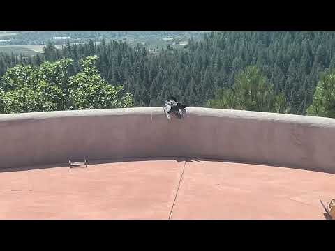 Crow dead?