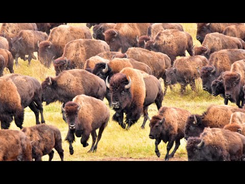 Thousands Of Bison In America Are Raised This Way - Bison Farming