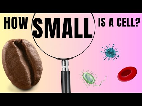 How Small is a Cell? Journey from Everyday Objects to the Atomic Level!