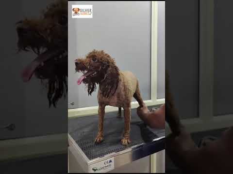 Silverbones  #pets #petspa #dogbreeds #petcareservices #petlovers #petgrooming #poodle  #petshop