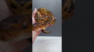 Time to level up 👆 #royalpython #ballpython #python #snake #reptiles #animals #nature #pets