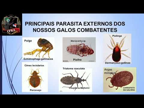 Você sabia disso?😳😳😳😳Parte 1. #galocombatente #galosderaça