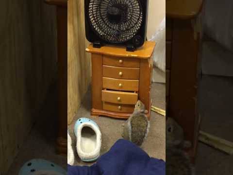 Ipsy the squirrel steals mommy jewelry!