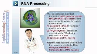 Rapid Learning: Genetics - What is Gene Expression?