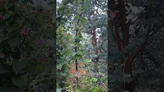 #nature #vietnam #aweekinmylife #vlog