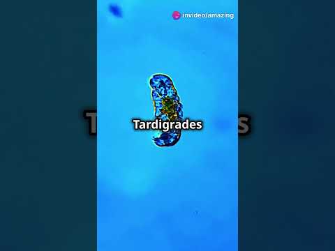 Meet the Indestructible Tardigrades: Nature's Tiny Superheroes!