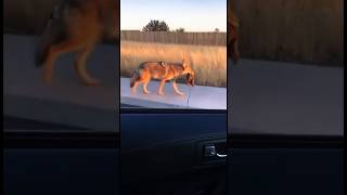 Horn Honk Made the Coyote Furious!😅 #wildlife #coyote #Fox #deer #buckwild #camtrap #trailcamera