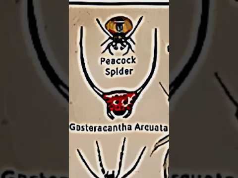 TYPES OF SPIDERS|GOSTERACANTHA ARCUATA|PART 7|#spider #spider @LIKEMYTH@tseries@MrBeast
