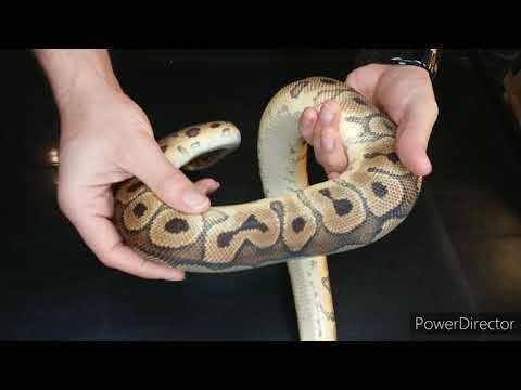 Ball python clown project