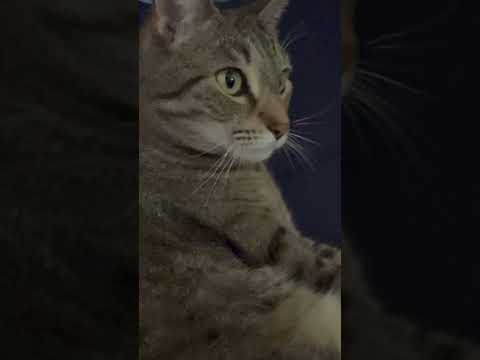 Petting the spot my cat just cleaned. #cat #cats #catshorts #catlovers #catlife #catmemes