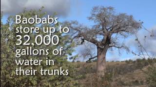 Baobab Trees in Madagascar - Healing Seekers