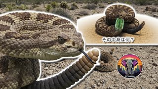 ガラガラヘビの音の秘密  | 動物ドキュメンタリー