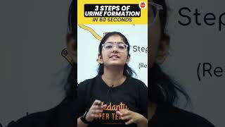 3 Steps Of Urine Formation In 60s  #cbse2024 #cbseclass10exam #class10th