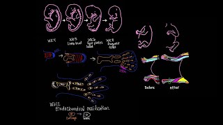 Embryology: Limb Development and Growth