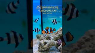 Colorful Fish: Nature's Beauty! 🐠🌈 #ColorfulFish #UnderwaterBeauty #AquaticWonders