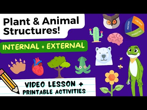 Plant & Animal Structures for Kids! Internal & External Structures | NGSS 4-LS1-1 | 4th Grade 🌱🐕🫀