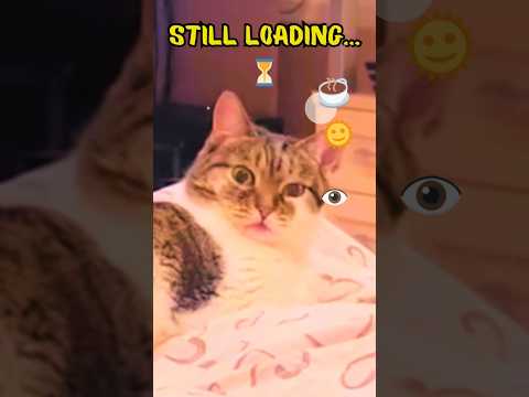 Sunday Cat Loading… 🐾👁️☕ #catshorts
