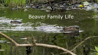 Beaver Family Life