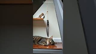 Chill Pet House   Shocking! Sleeping cat in risk—will mouse's prank succeed #cat #funny #trending