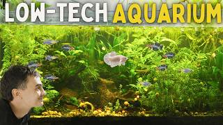 How to Set Up Your First Aquarium (Step-by-Step)