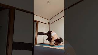 daily Practice #dailypractice #ashtangayoga