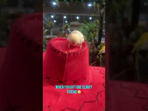 Love is in the 🦜 #lovebirdsinteractive #houstonrodeo2024 #familytime #havingfunattherodeo #shorts