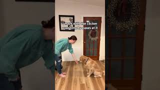 Teaching Tricks to Smart Dogs in Minutes #goldenretriever #teachingtricks