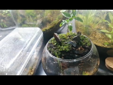How to Make a Mini Fishbowl Paludarium