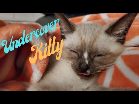Undercover Kitty