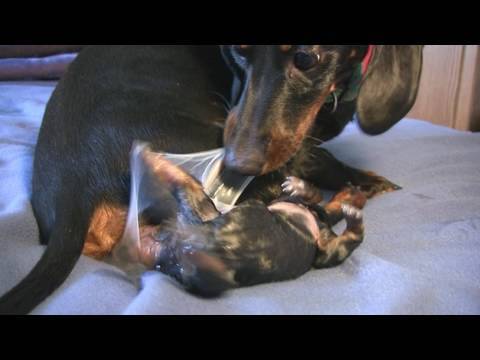 Dachshund- 2nd Puppy Birth