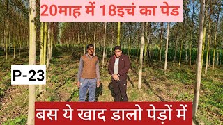 “गाँव में छा गए ये पेड़! आखिर किसान ने क्या लगा दिया? |'' #P23 Eucalyptus Farming #trending