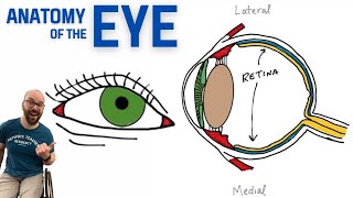 Anatomy of the Eye