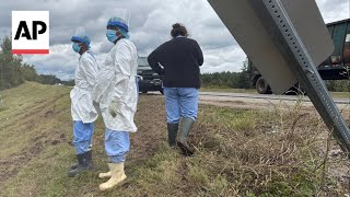 3 of 21 monkeys still on the loose after truck overturns in Mississippi