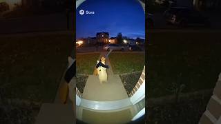 Cat Blasts AK-47 into the Air – Owner Panics to Stop the Madness on Ring Doorbell Camera! 😂