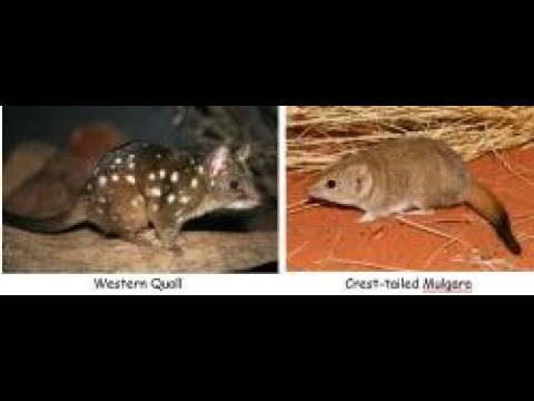 OFFS Talk : Dympna Cullen on Mulgara & Ben Stepkovitch on Quoll