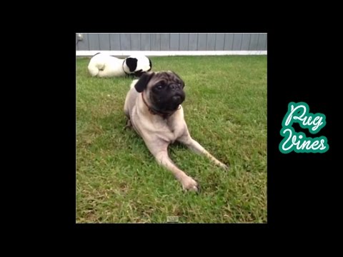 2013 Cute Pug Vines of 2013 Part 2