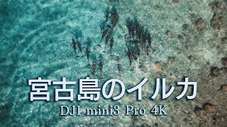 宮古島のイルカ | Dolphins of Miyako Island | 動物ドキュメンタリーvlog【DJI mini 3pro】