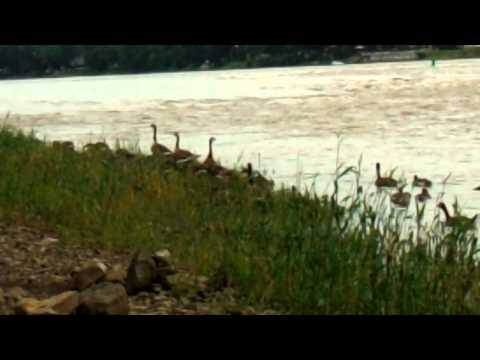 Canadian Geese going upstream at Whitehorse rapids