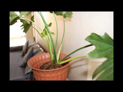 Timelapse de una hoja