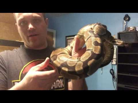 Ball Python Collection