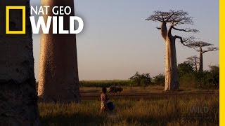 Go Climb a Tree! | Shane Untamed