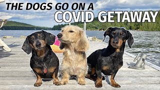 Ep 51: The Dogs Go to the Cottage — Games, Fishing, Hiking, Swimming, FUN!
